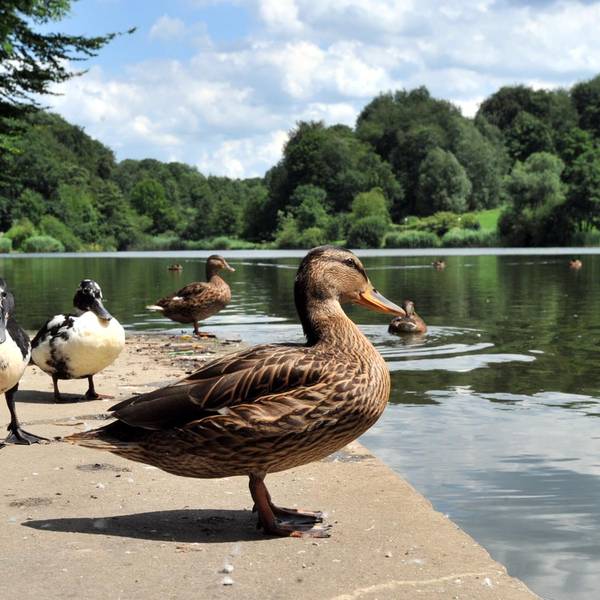 Enten vor dem Ophovener Weiher