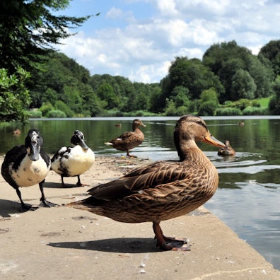 Enten vor dem Ophovener Weiher