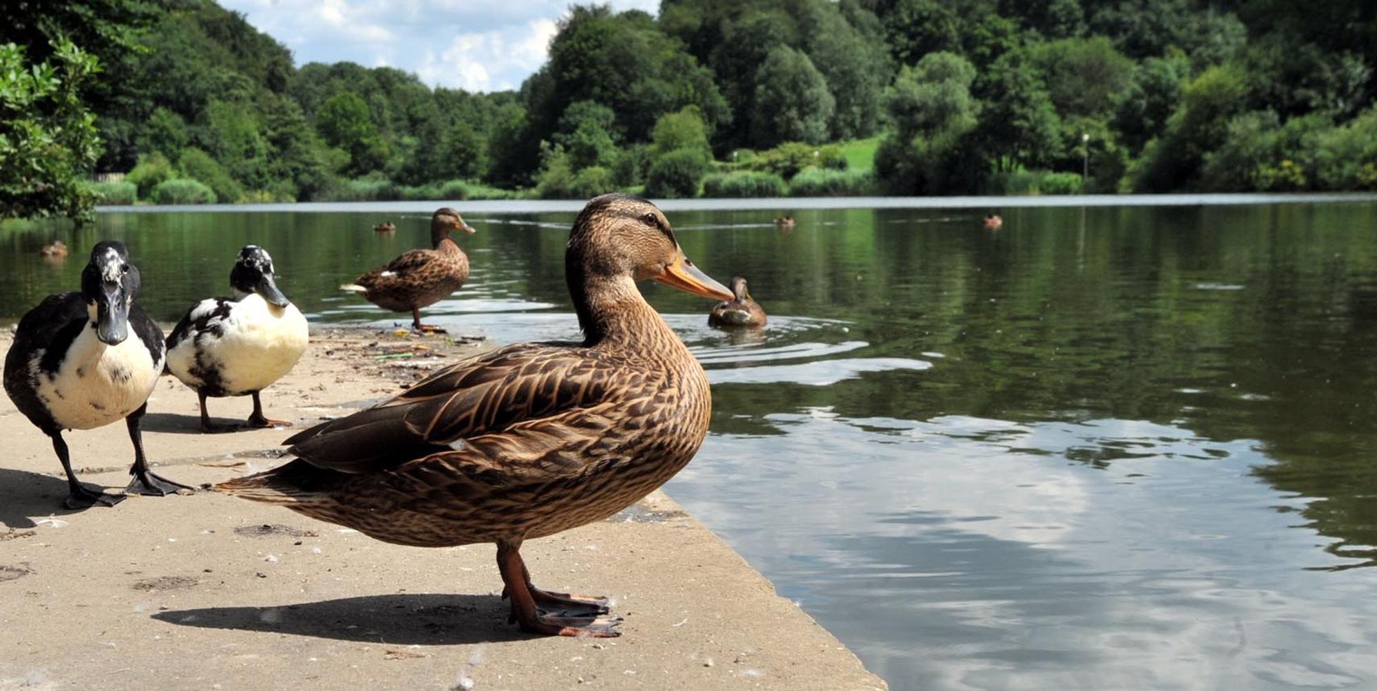 Enten vor dem Ophovener Weiher