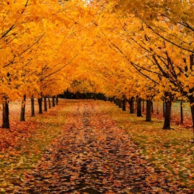 Baumallee HerbstGettyImages-paulacobleigh1041229690