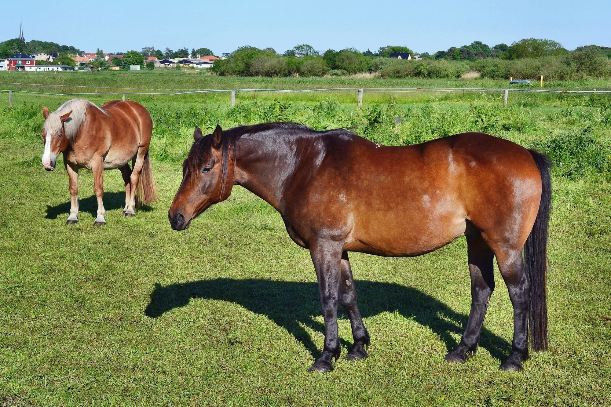 Bauernhof Pferd 722816_original_R_by_Andreas Hermsdorf_pixelio.de