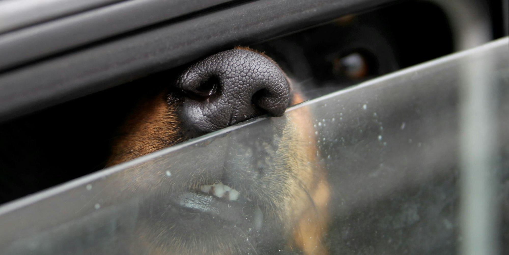 Hund_im_Auto_59081092