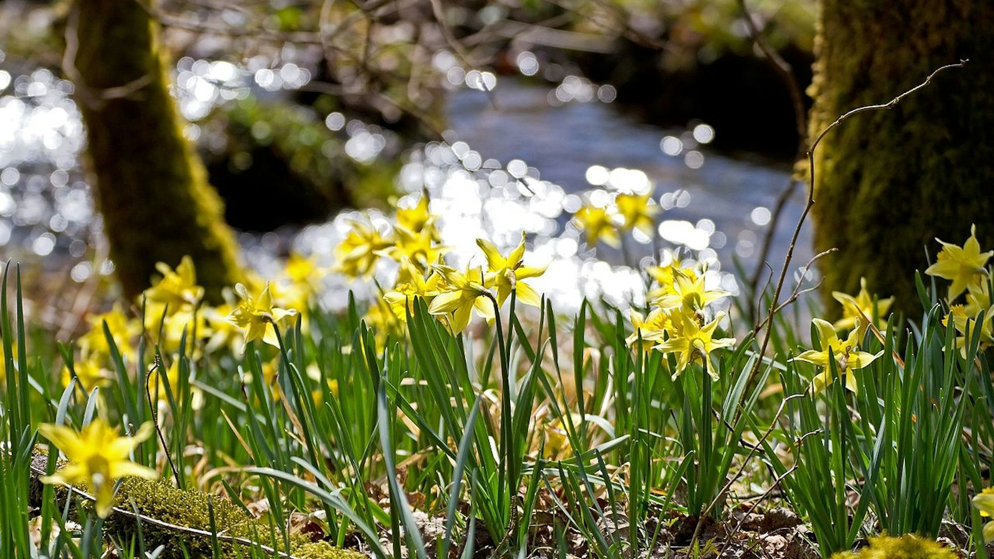 Wilde Narzissen blühen ab Mitte März in der Eifel.