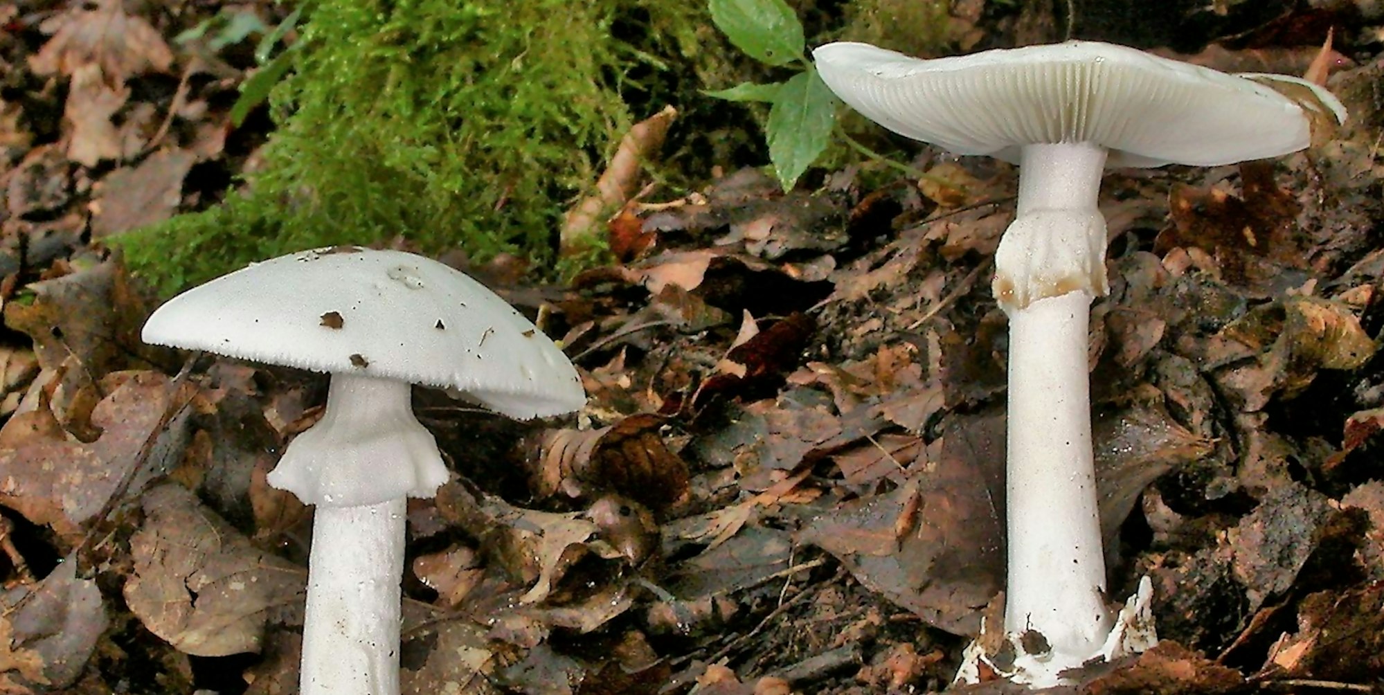 Knollenblätterpilze dpa