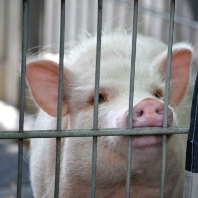 Zollstock_Tierheim_2