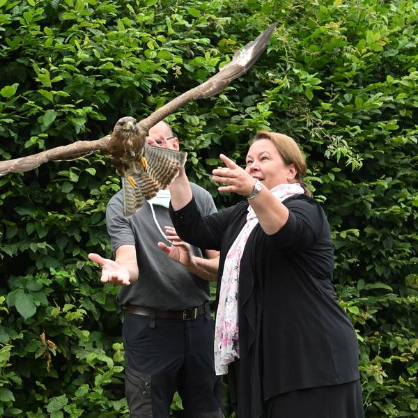 heinen esser greifvogel