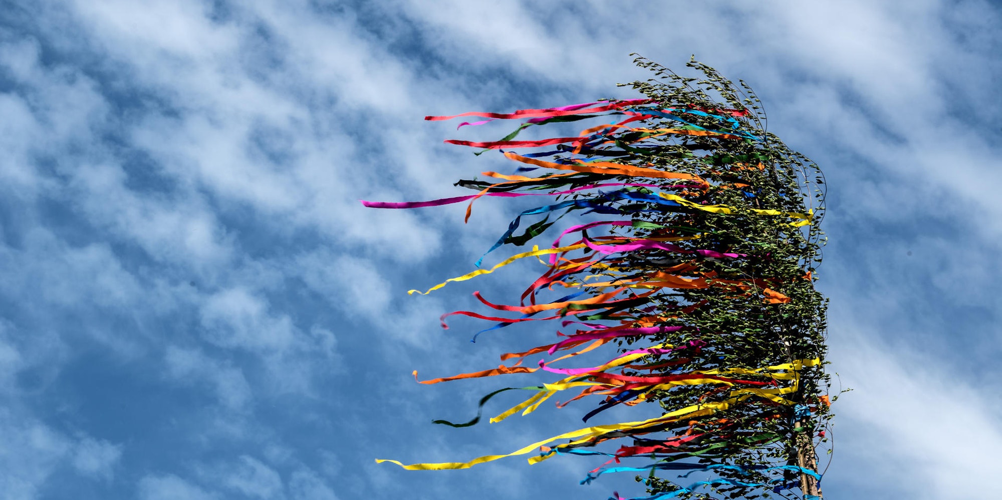 Maibaum_61128640