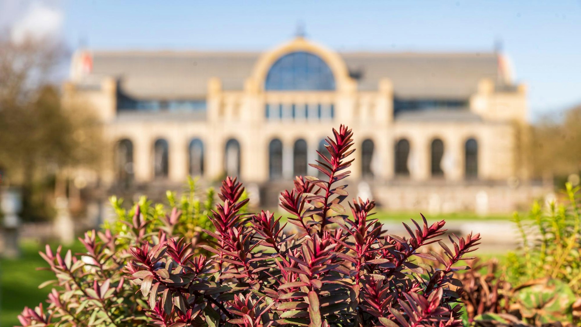 Pflanze mit roten Blättern im Vordergrund, unscharf im Hintergrund ein längliches Gebäude
