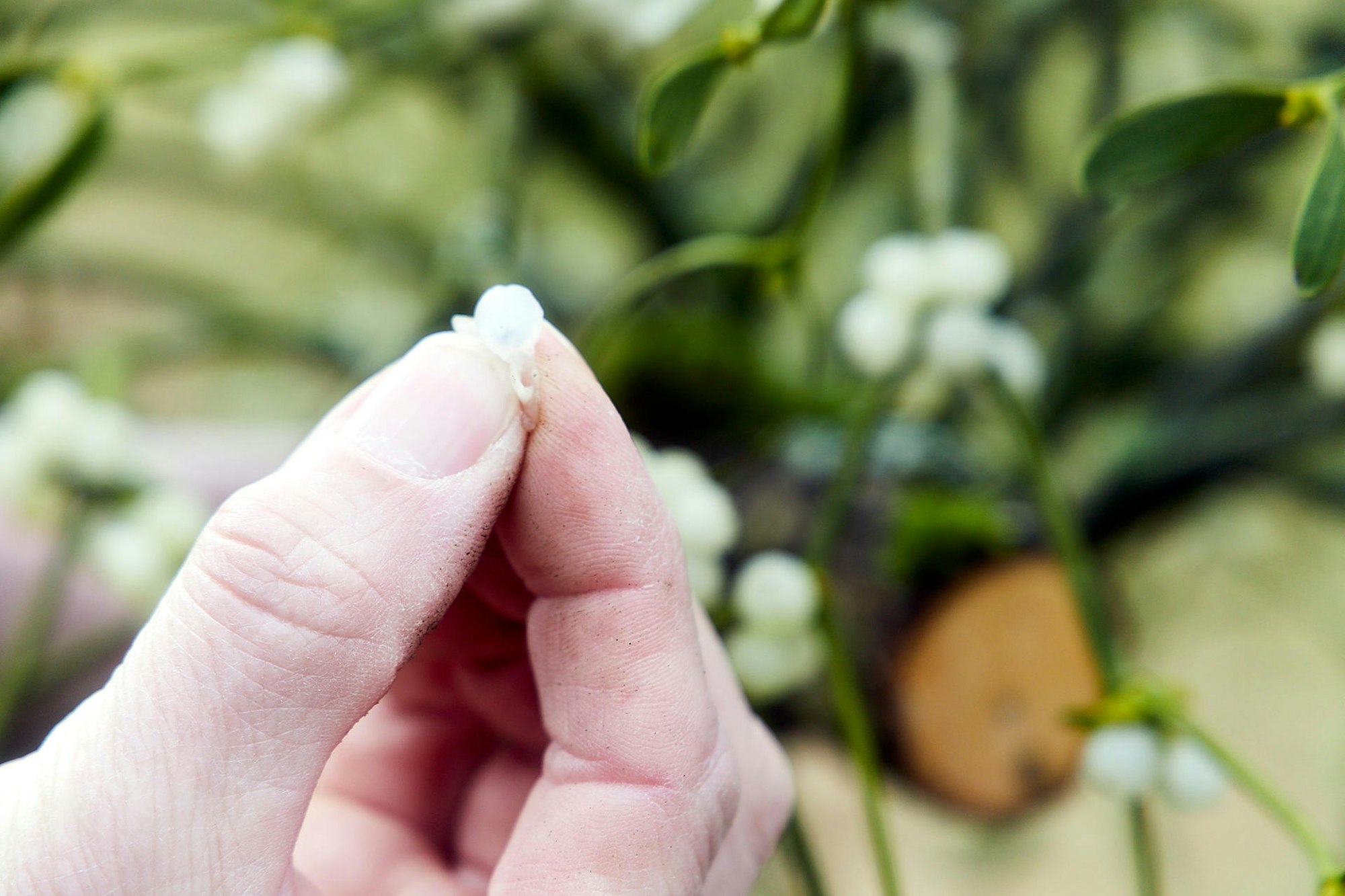 Misteln auf dem Vormarsch_004