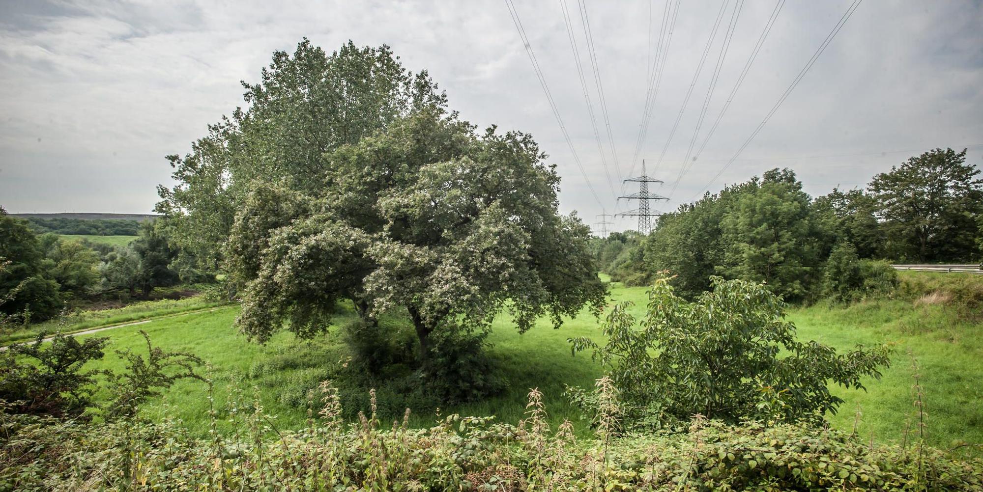 rheindorf-ueberflutungsflaeche_RLE_Leverkusen08122021ALF
