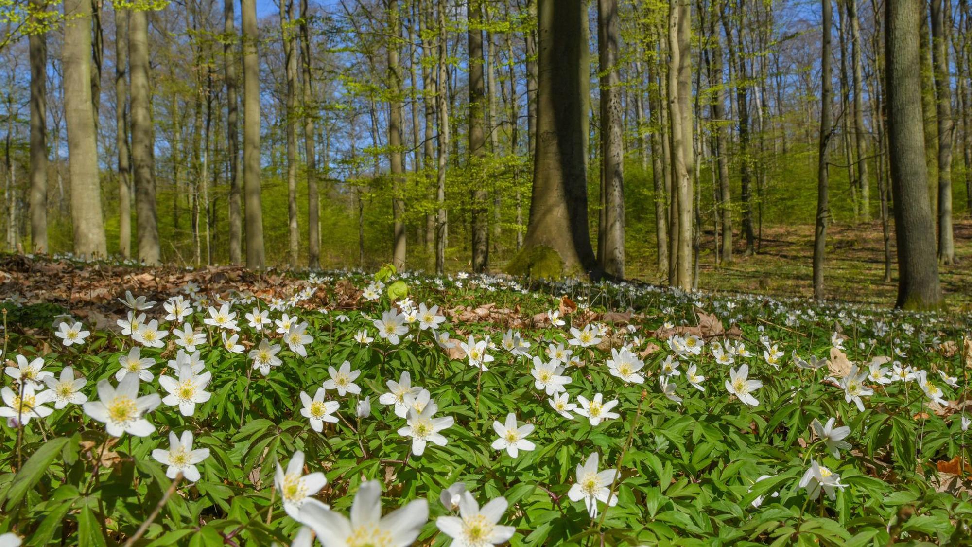 Blühende Frühlingsboten im Wald: Buschwindröschen sind meist die ersten.