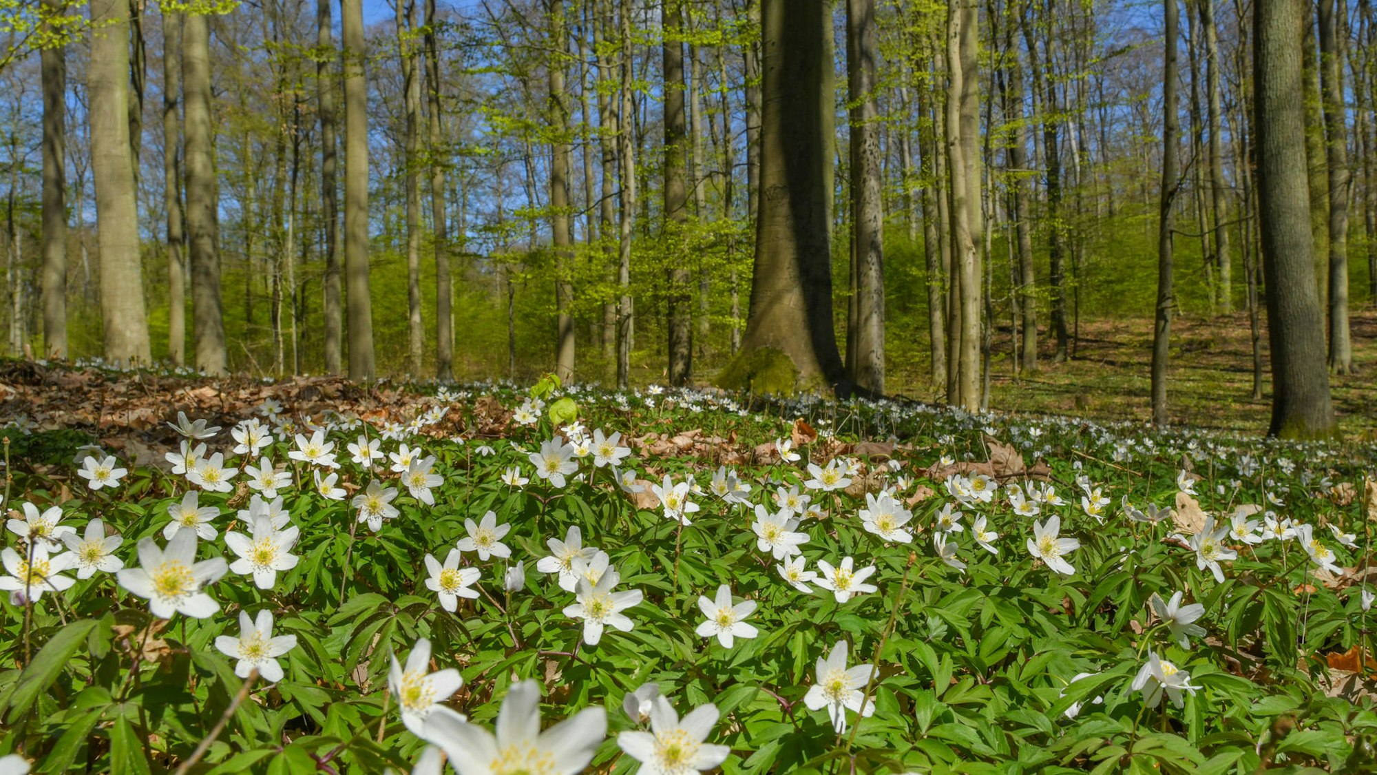 Blühende Frühlingsboten im Wald: Buschwindröschen sind meist die ersten.