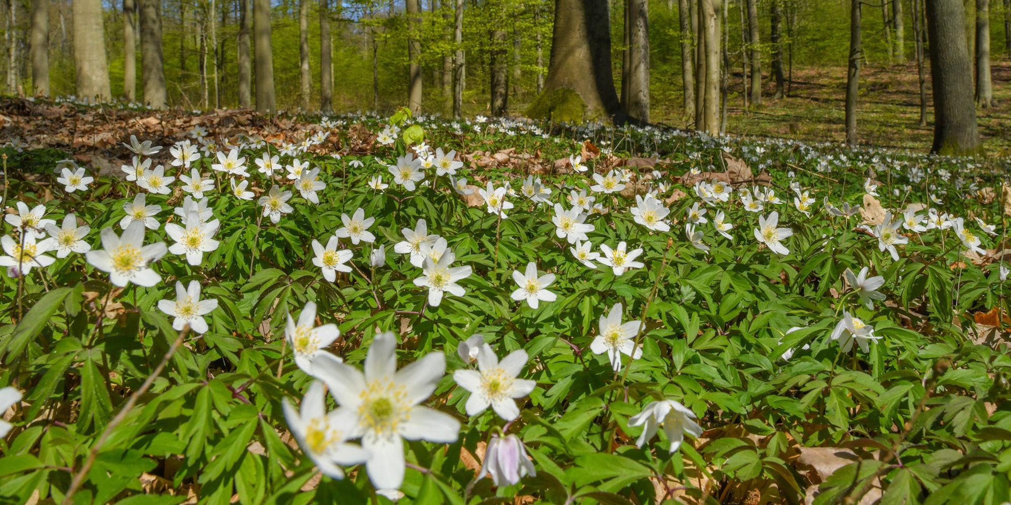 Bluehende_Fruehlingsboten anemonen dpa wal