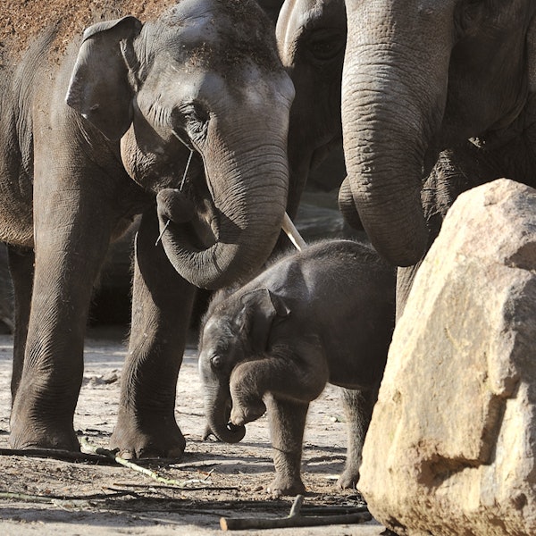 Elefant Rolf Schlosser_5 (1)