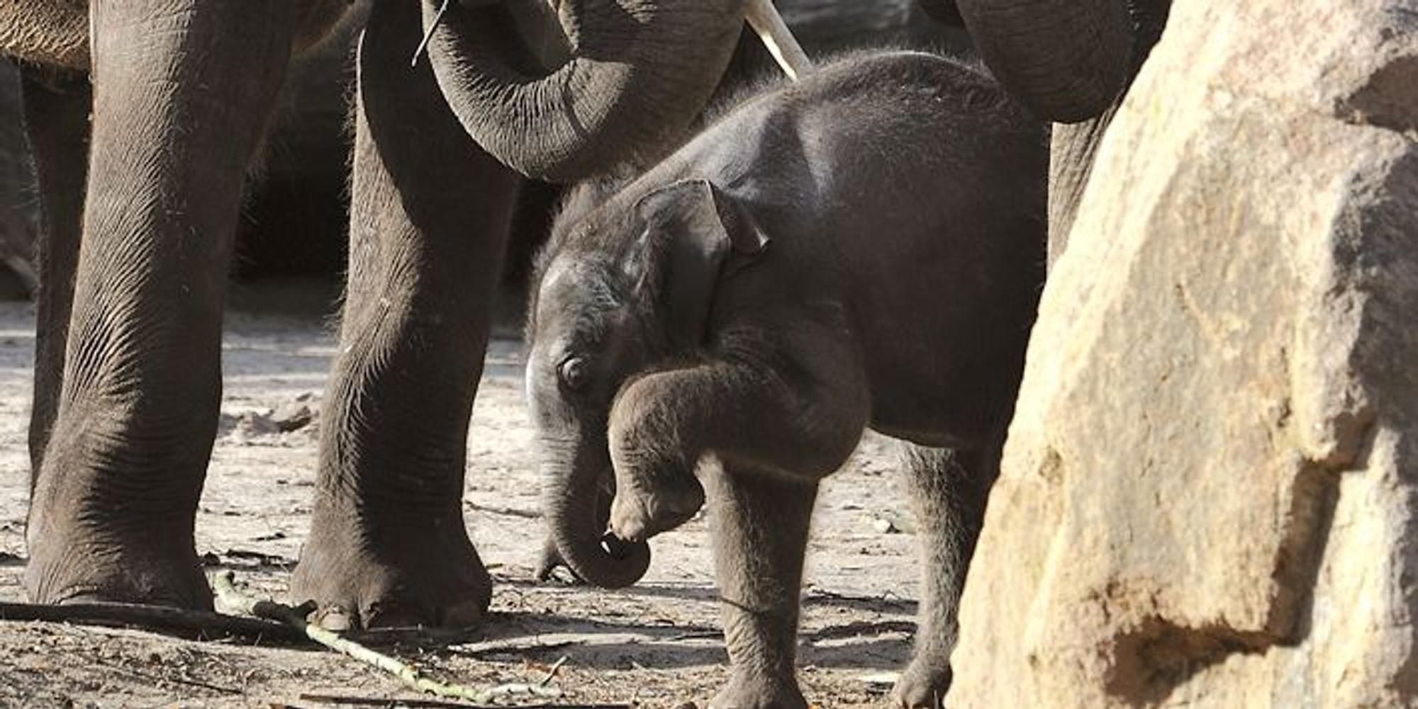 Elefant Rolf Schlosser_5 (1)