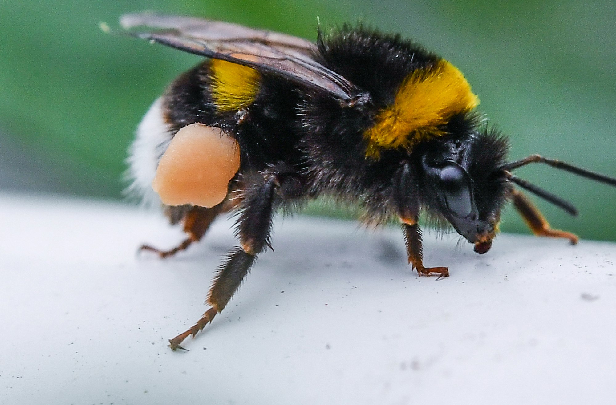 Hummel winter