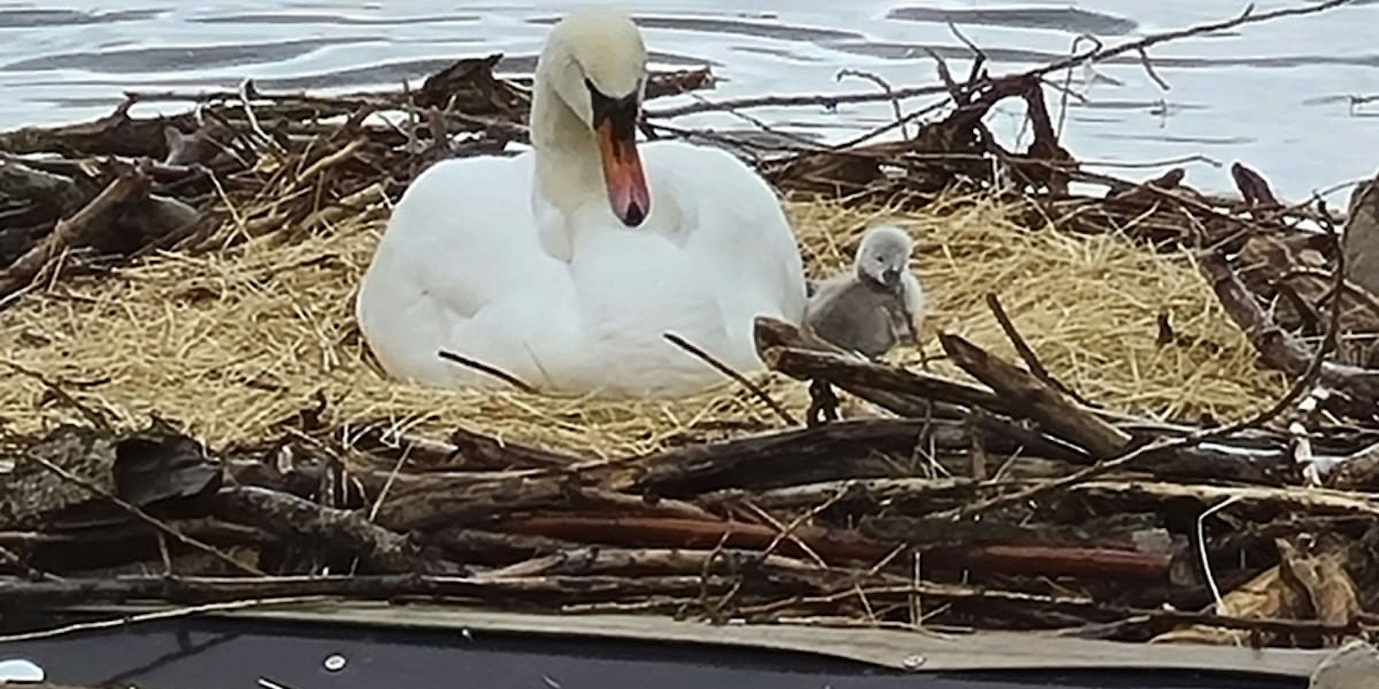 Schwan_Rhiem_Aufmacher (1)