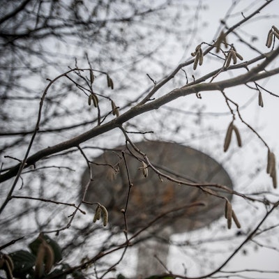 Haselnusspollen Leverkusen