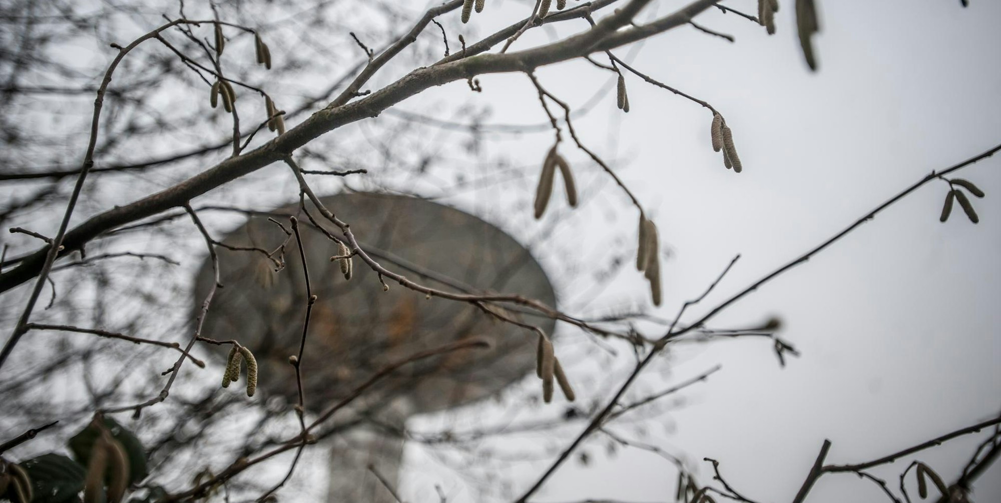 Haselnusspollen Leverkusen