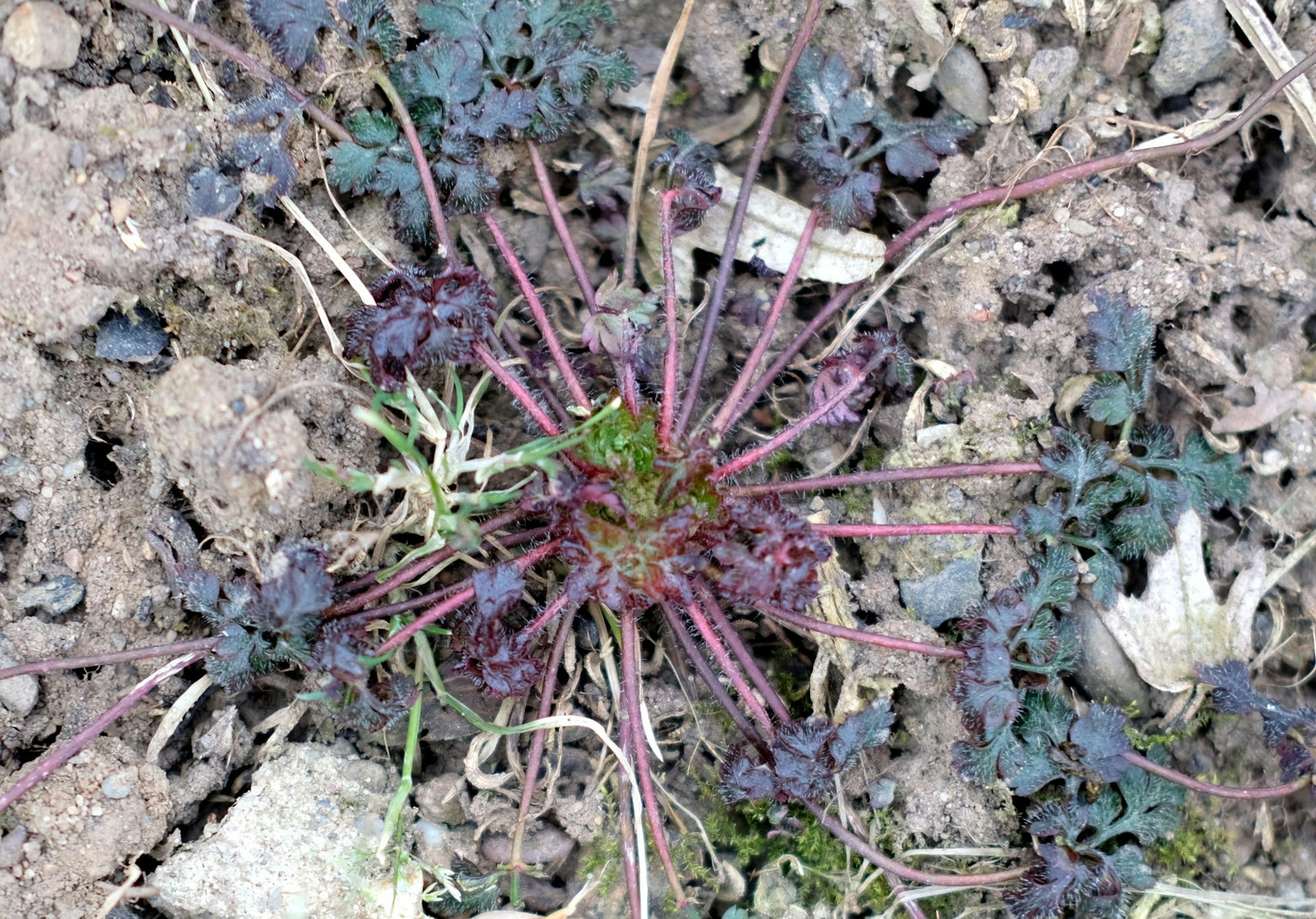 201800301max-garten04