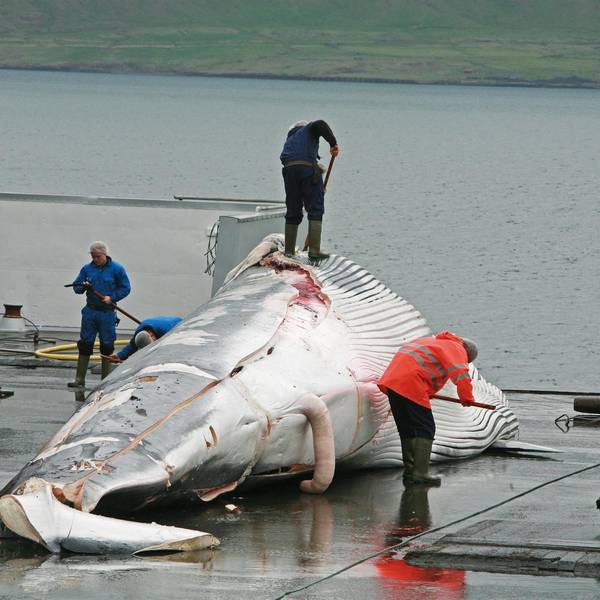 Walfang Island