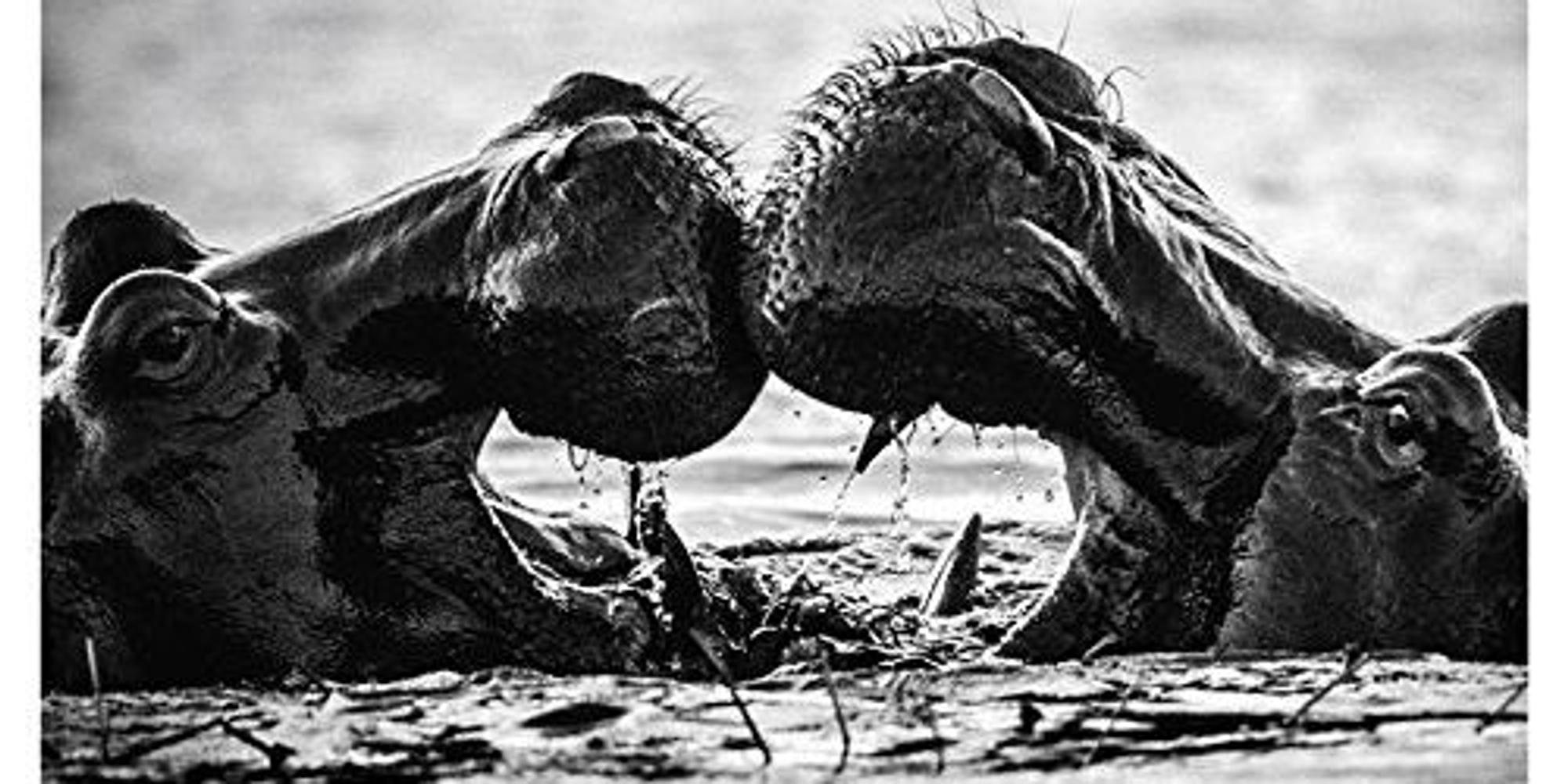 Laurent Baheux Wildes Afrika