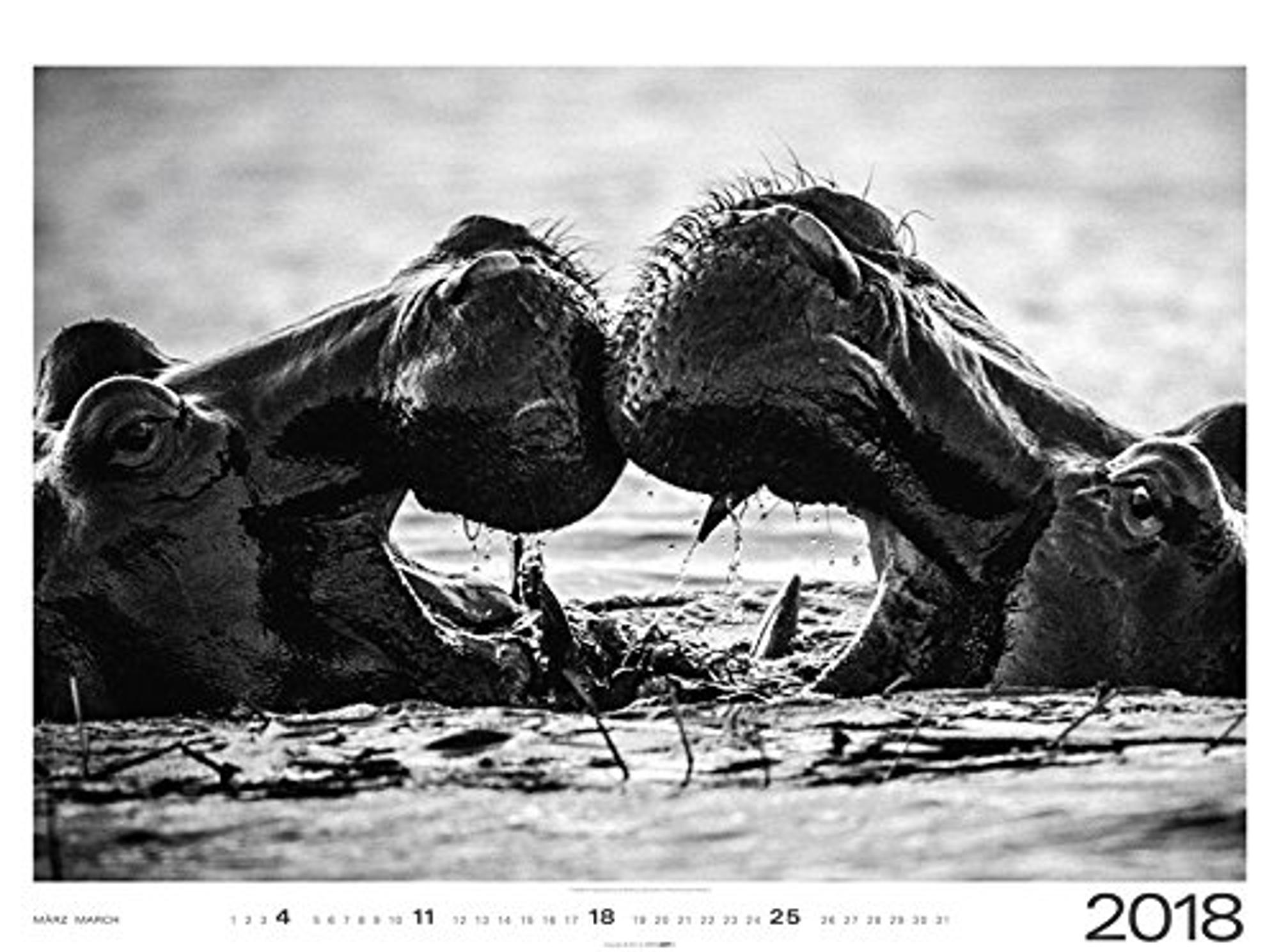 Laurent Baheux Wildes Afrika