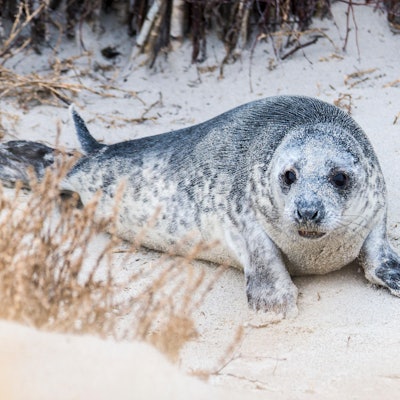 KINA_Robbenbabys_mit_67611531