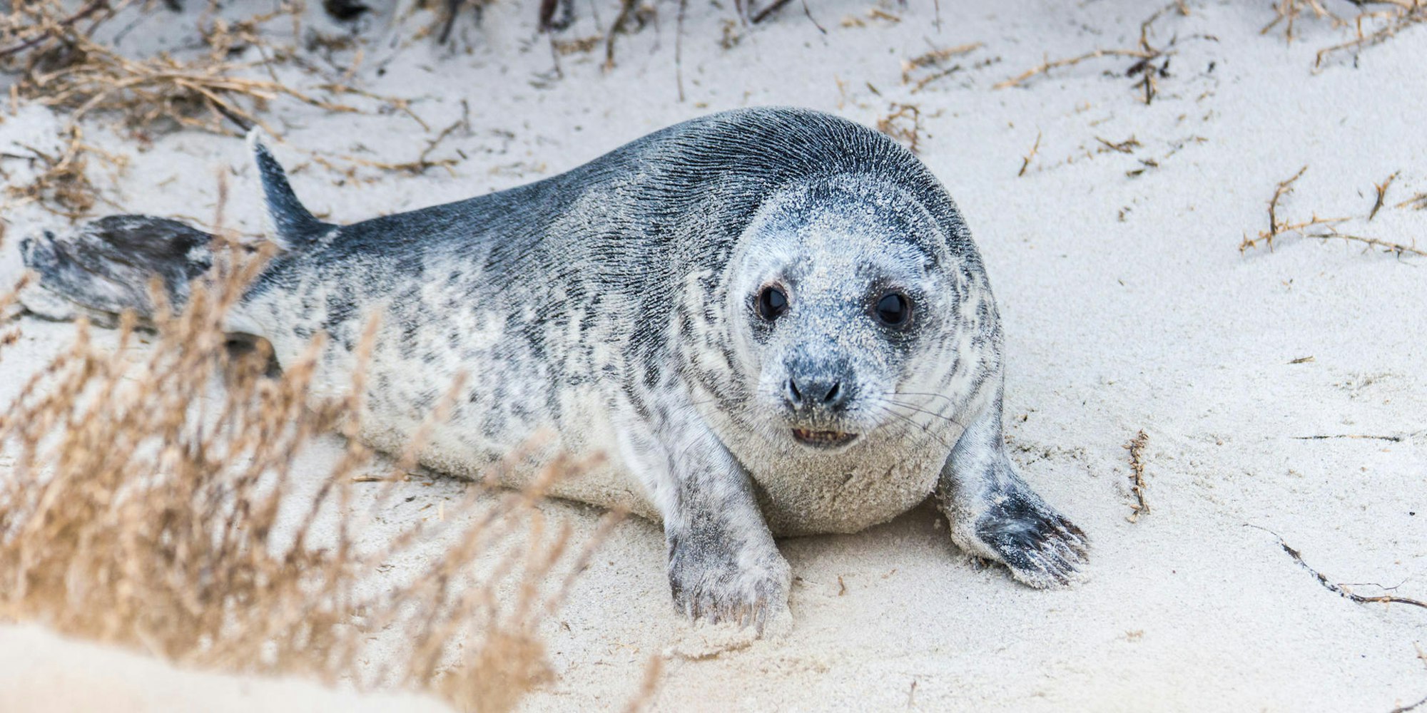 KINA_Robbenbabys_mit_67611531