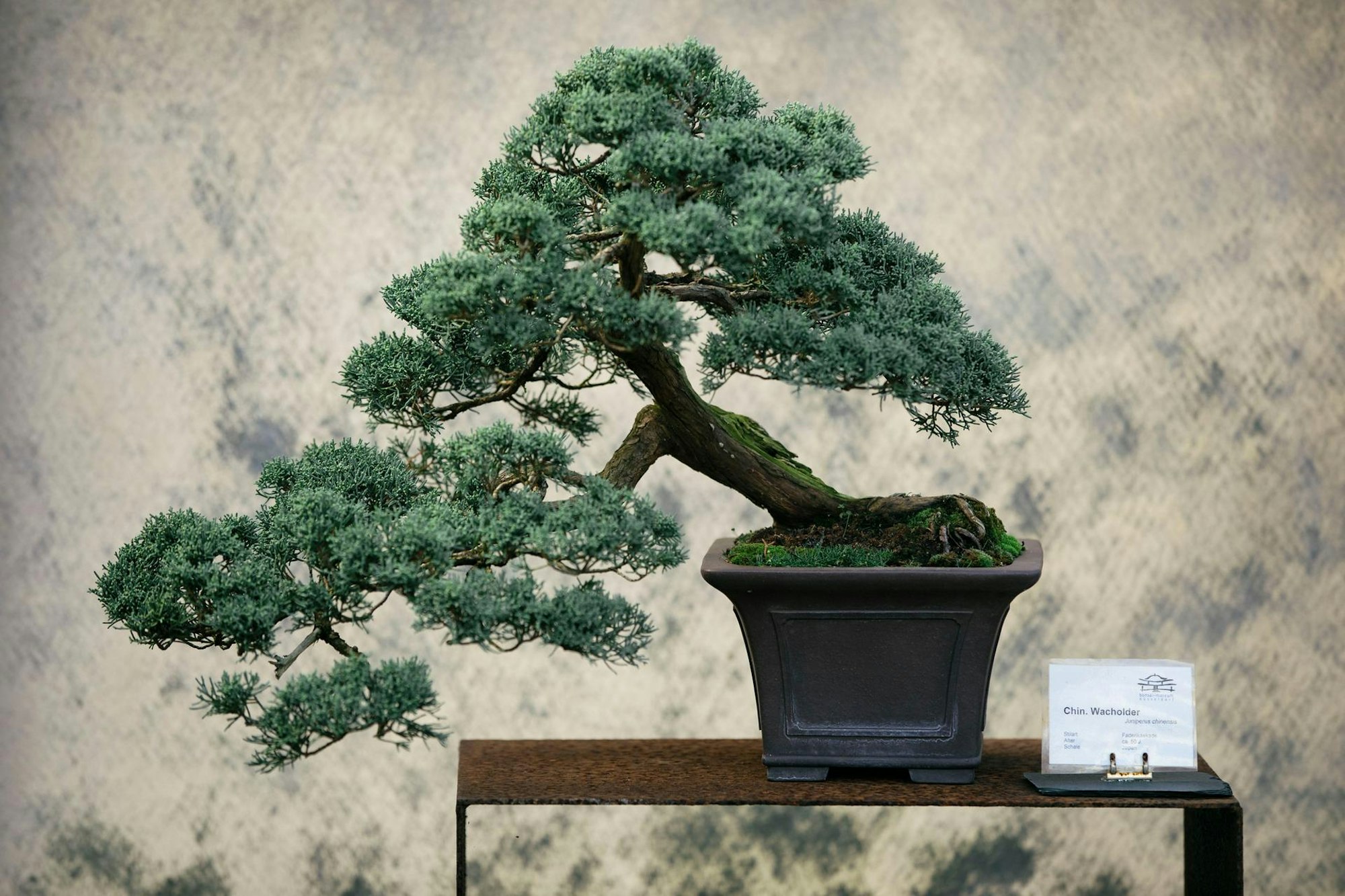 20171030_Bonsai_Museum-0794