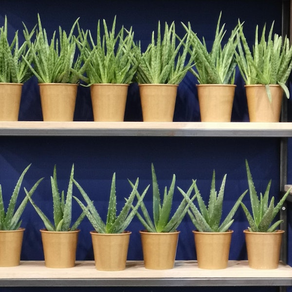 Trends 2019 Ina Sperl (1)