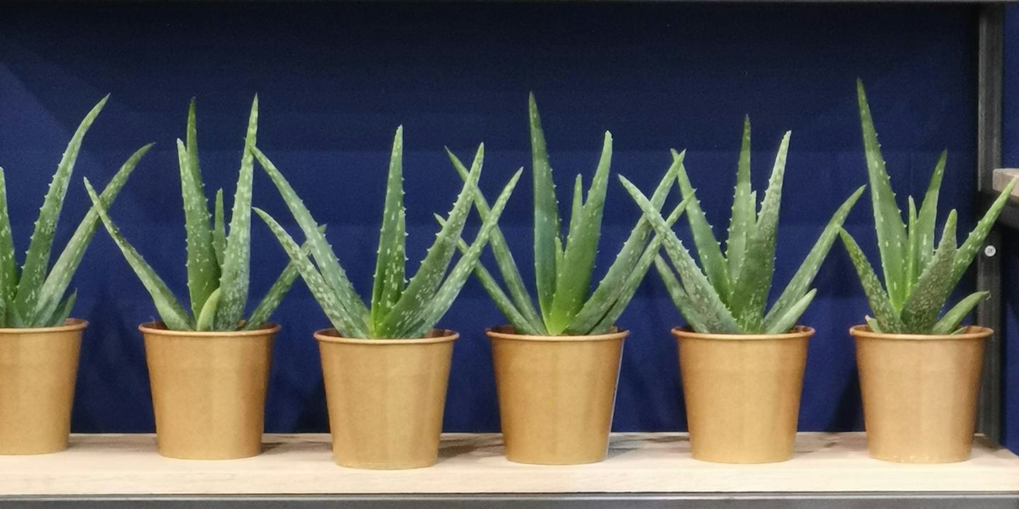 Trends 2019 Ina Sperl (1)