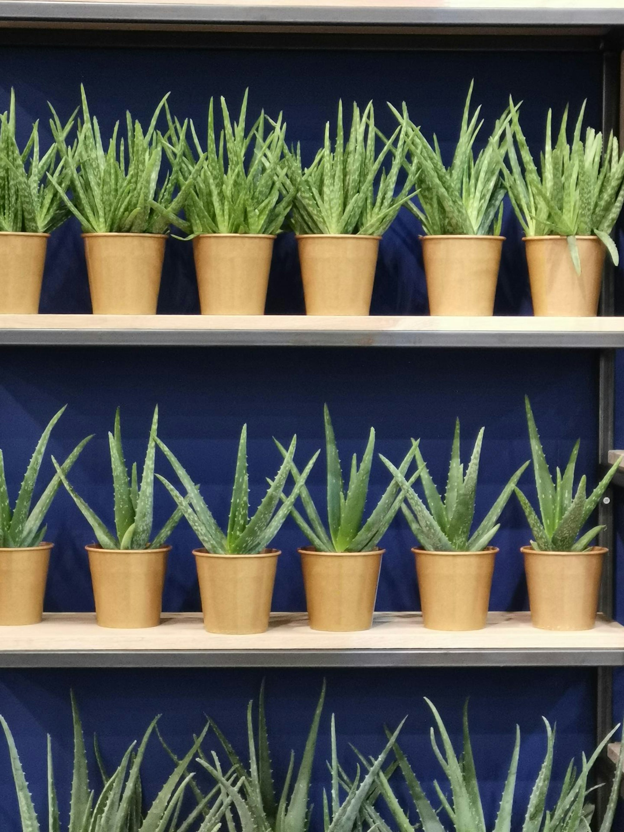 Trends 2019 Ina Sperl (1)