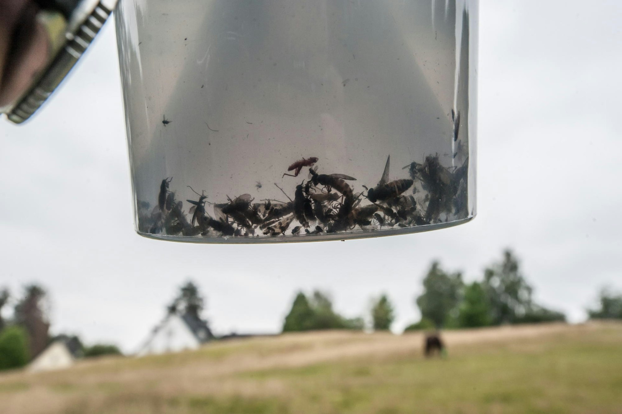 leverkusen-insektenfalle-ALF_2423