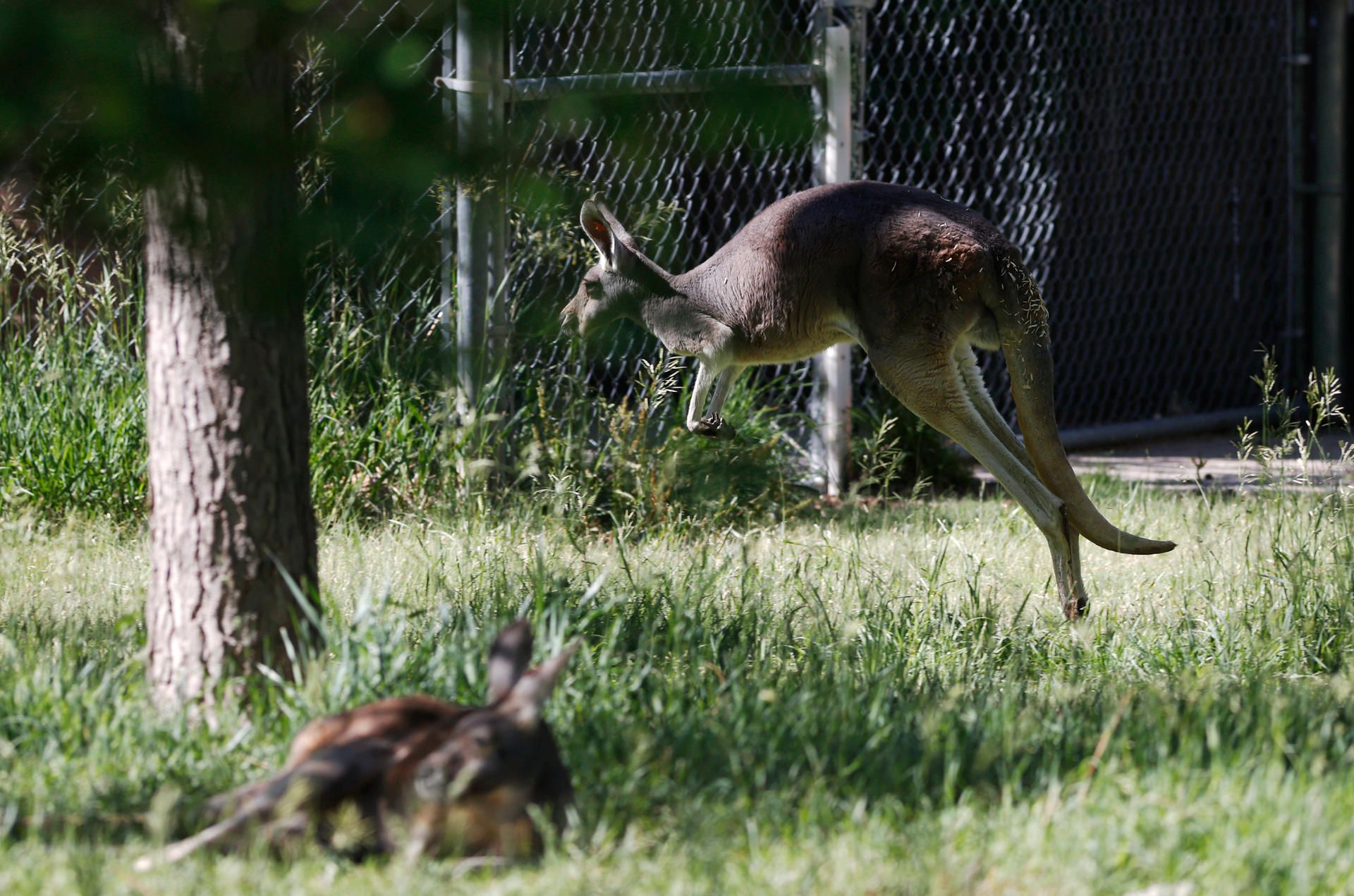 Känguru