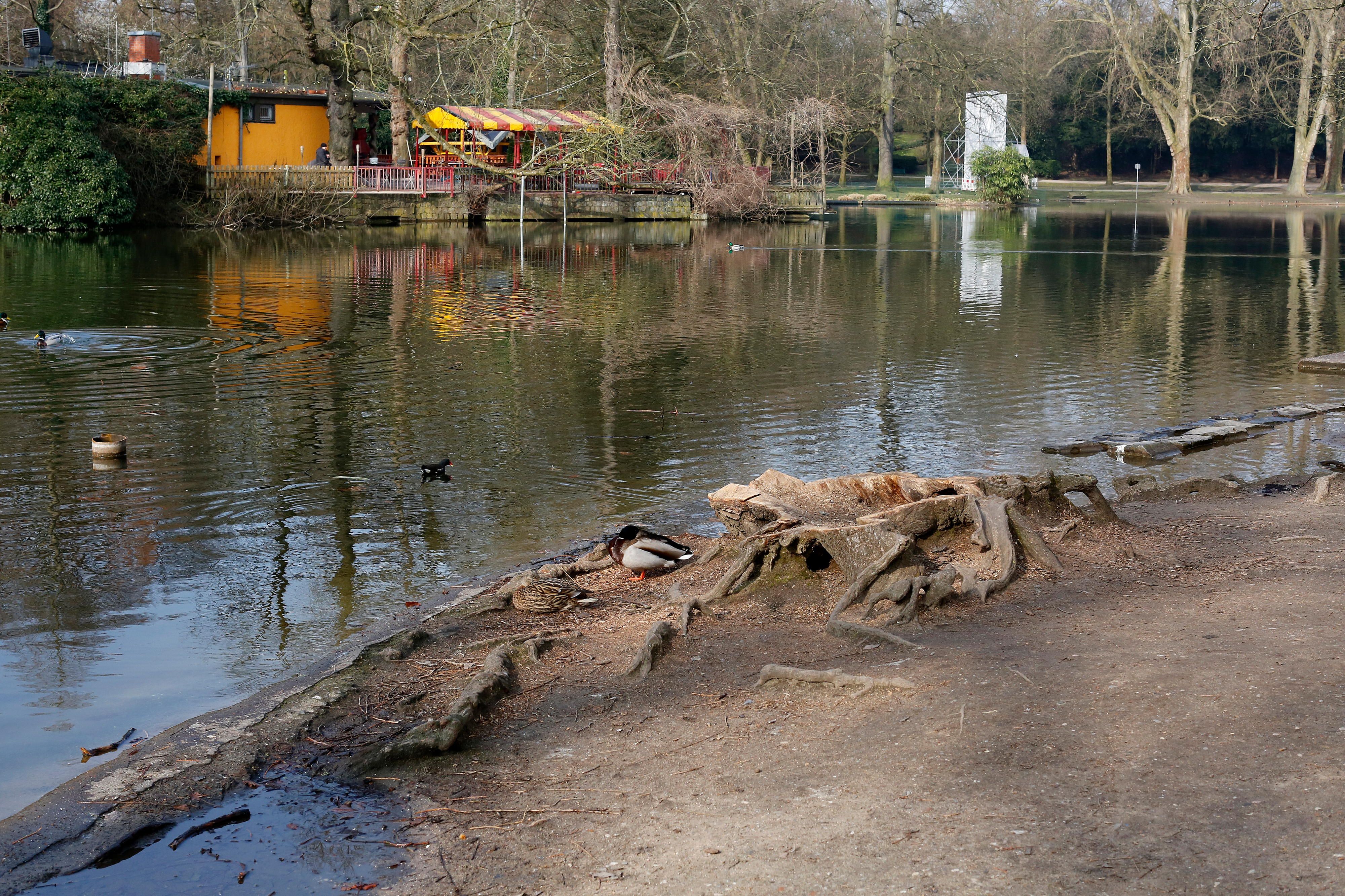 20160311_tb_Baumstumpf_Volksgarten_010