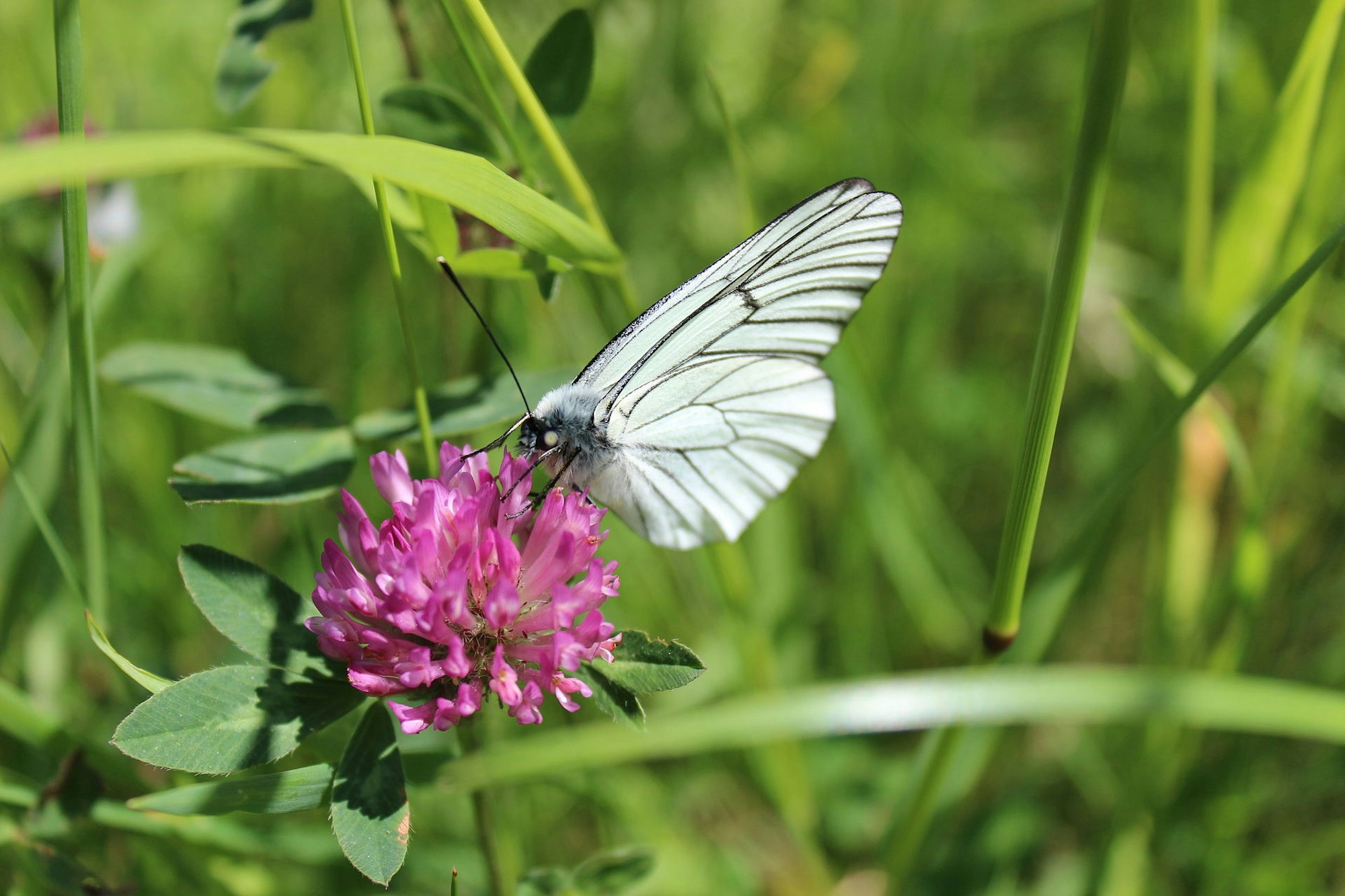 Braumweißling_im_Hohen_Venn_Wiki_cc3_Pitt98