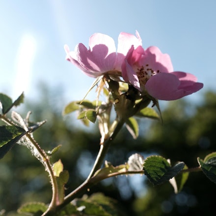 Bild 2 20200526-MAX-Garten-04