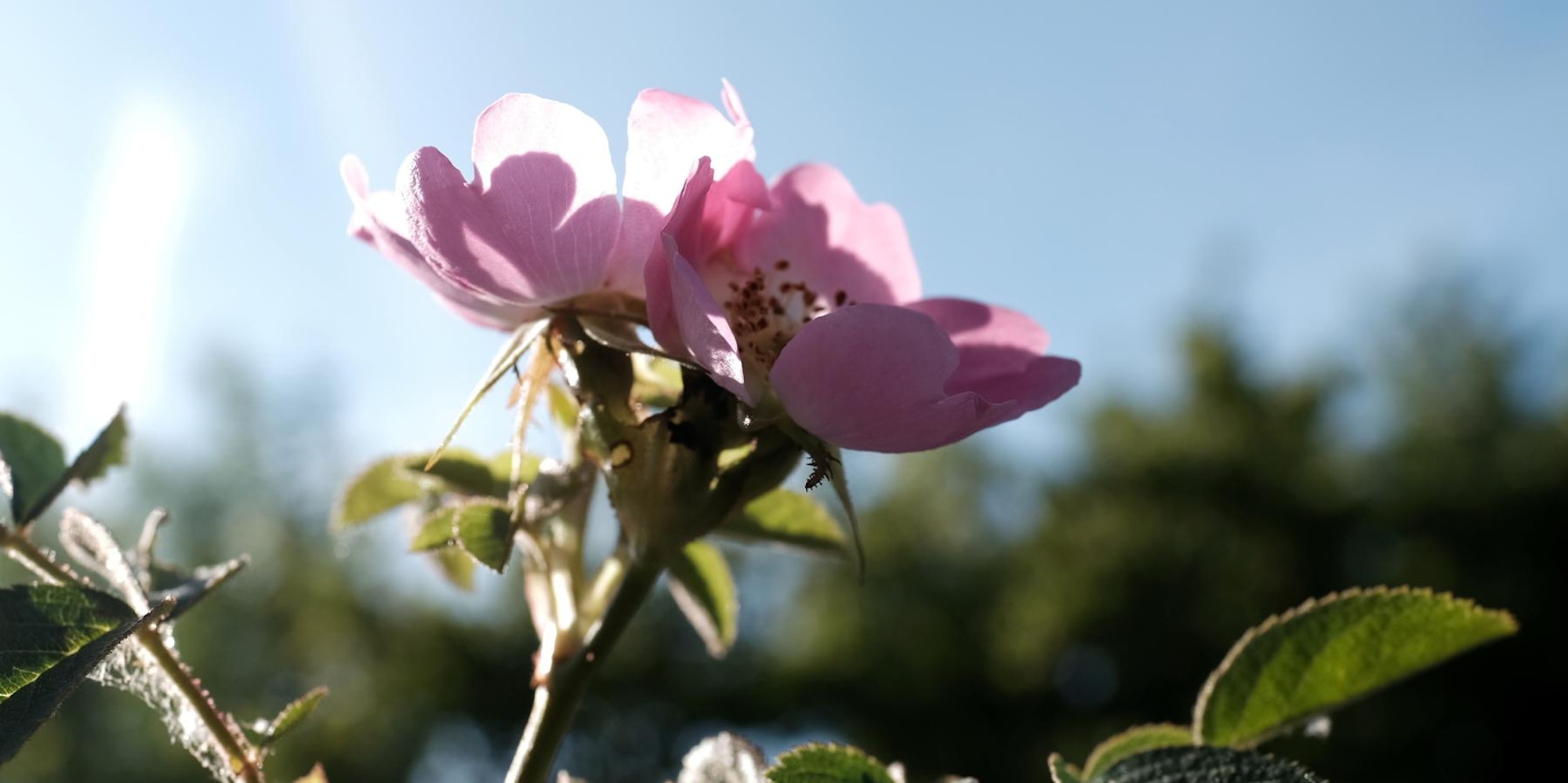 Bild 2 20200526-MAX-Garten-04