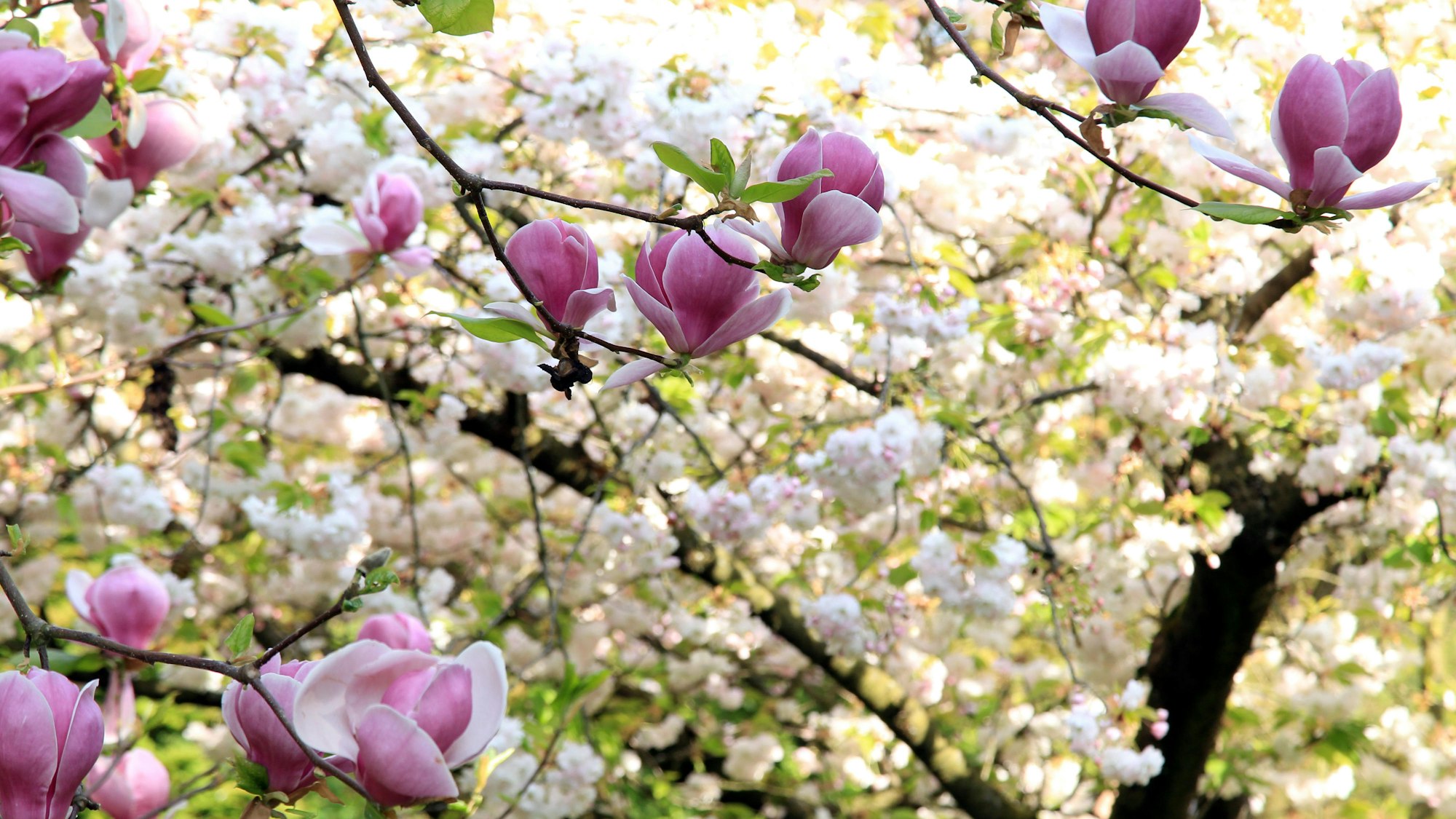 Eine Magnolie blüht vor einer Zierkirsche in Köln.