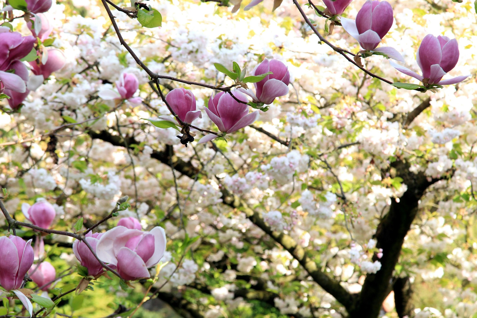 MDS-KSTA-2016-04-15-71-97881312