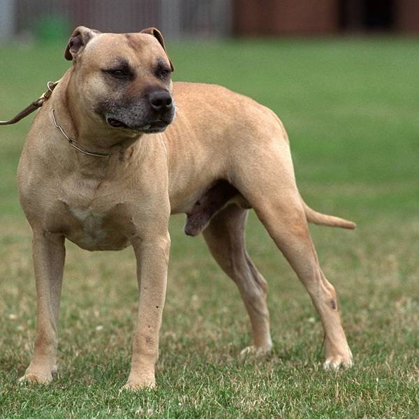 American Staffordshire dpa