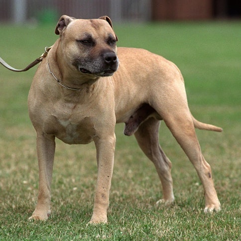 American Staffordshire dpa