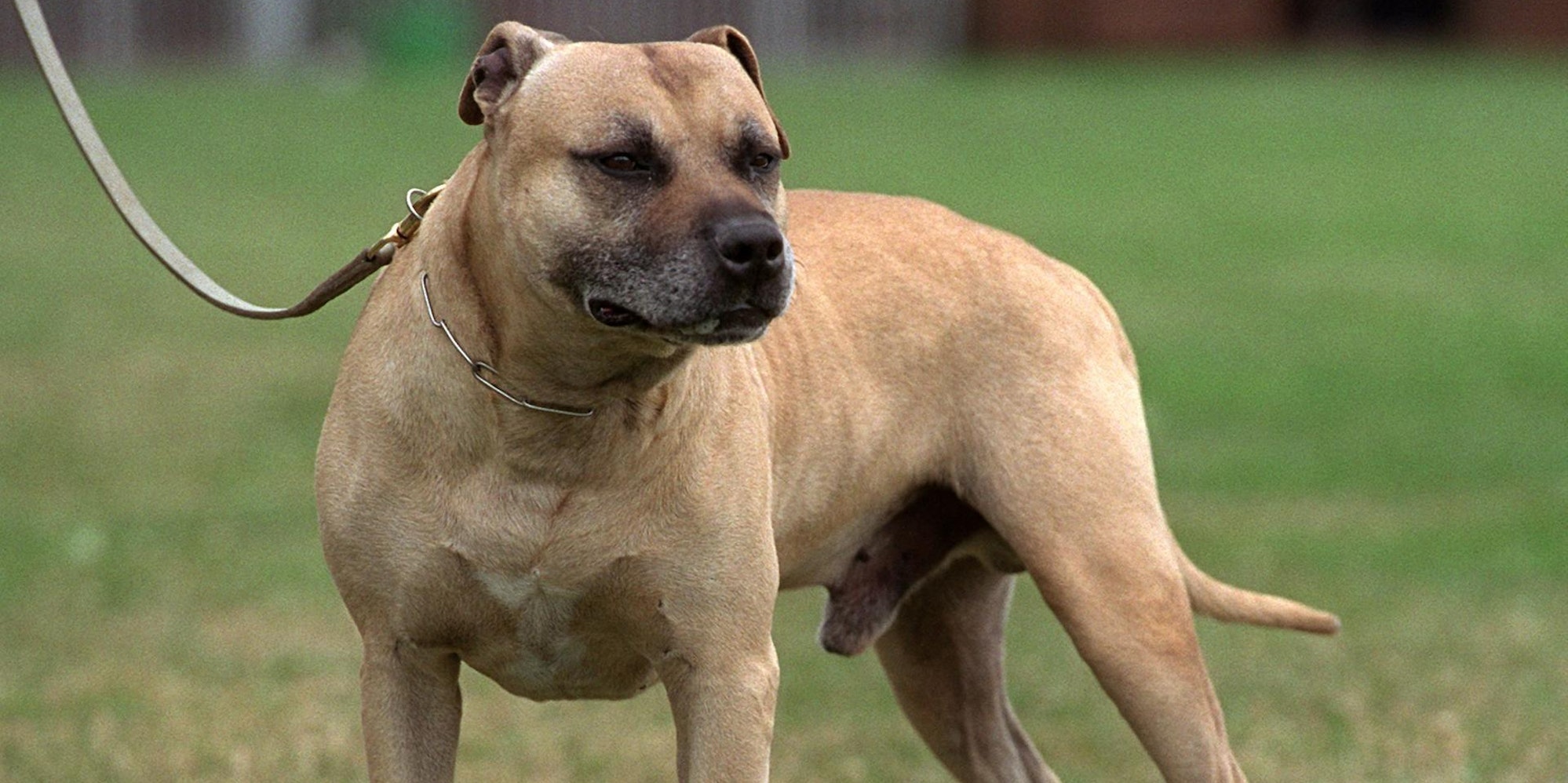 American Staffordshire dpa