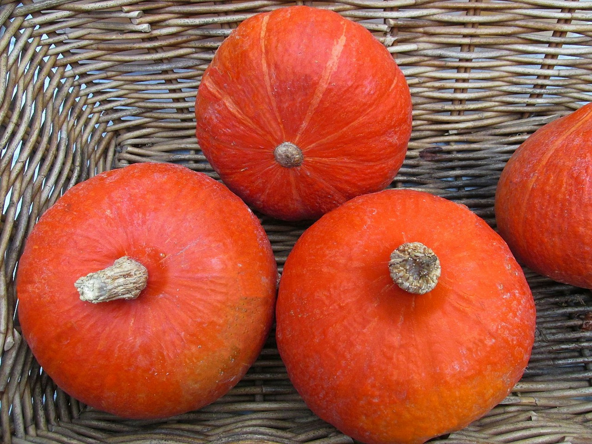 1280px-Hokkaido_Kürbis_-_panoramio_wiki_fotogoocom_cc3