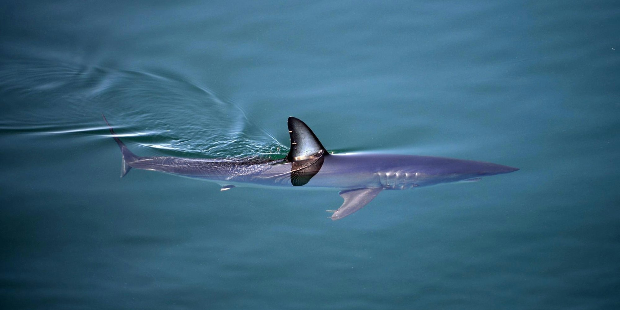 Makohai IMAGO 140722