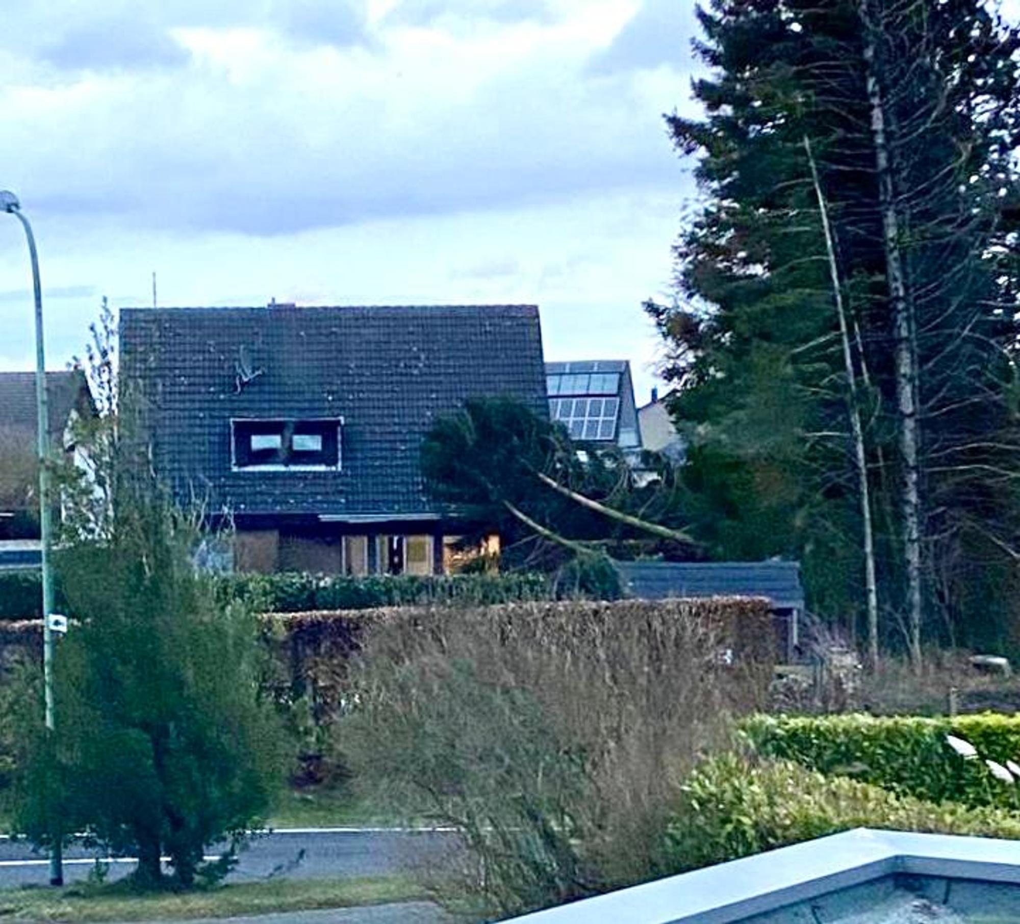 Eifel Baum Haus