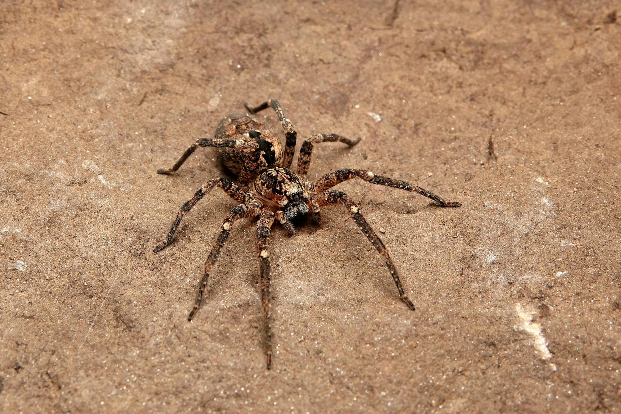 Nosferatu Spinne Kölner Zoo Klaas