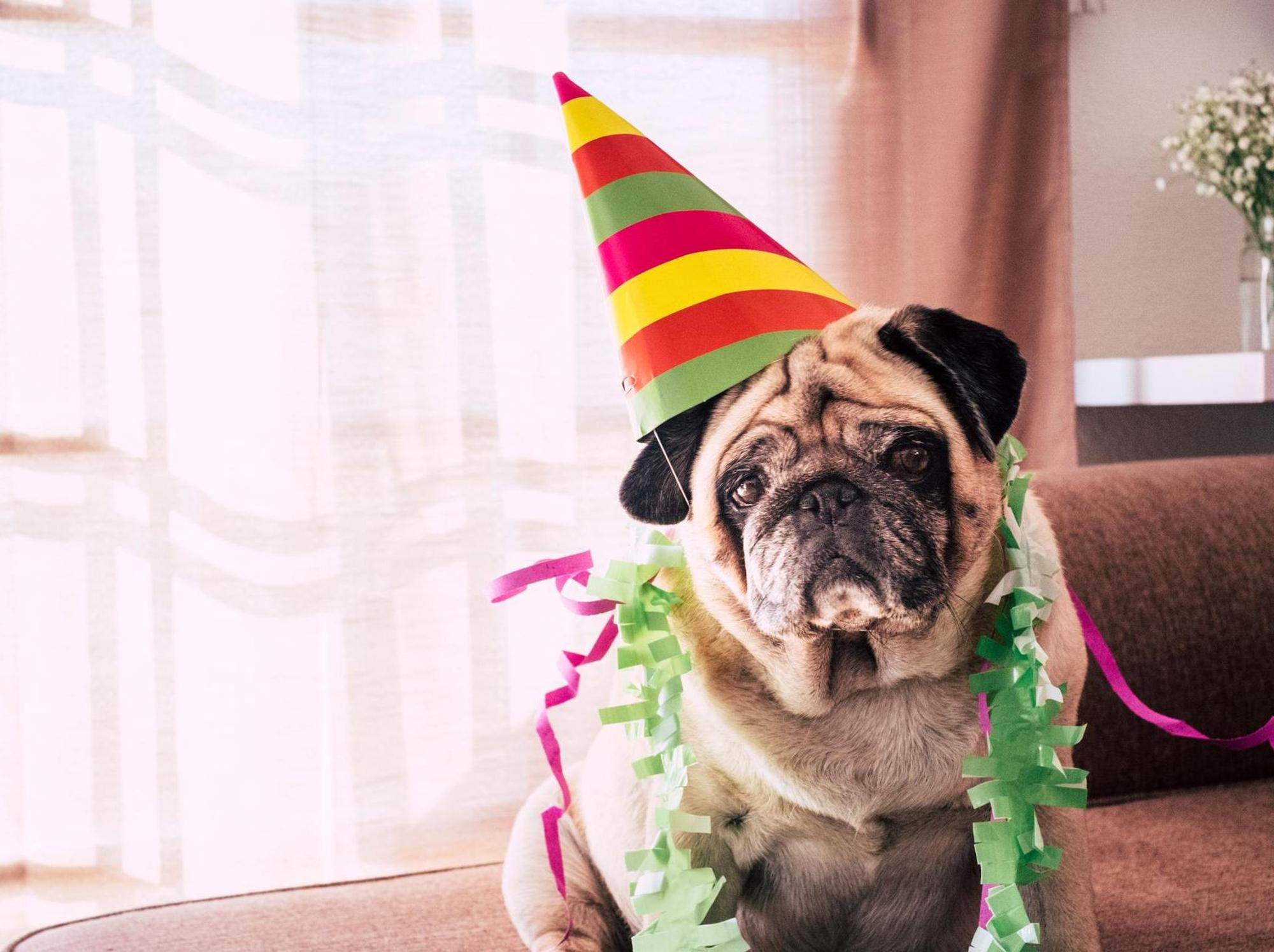 GettyImages Mops mit Partyhut Karneval Symbolbild