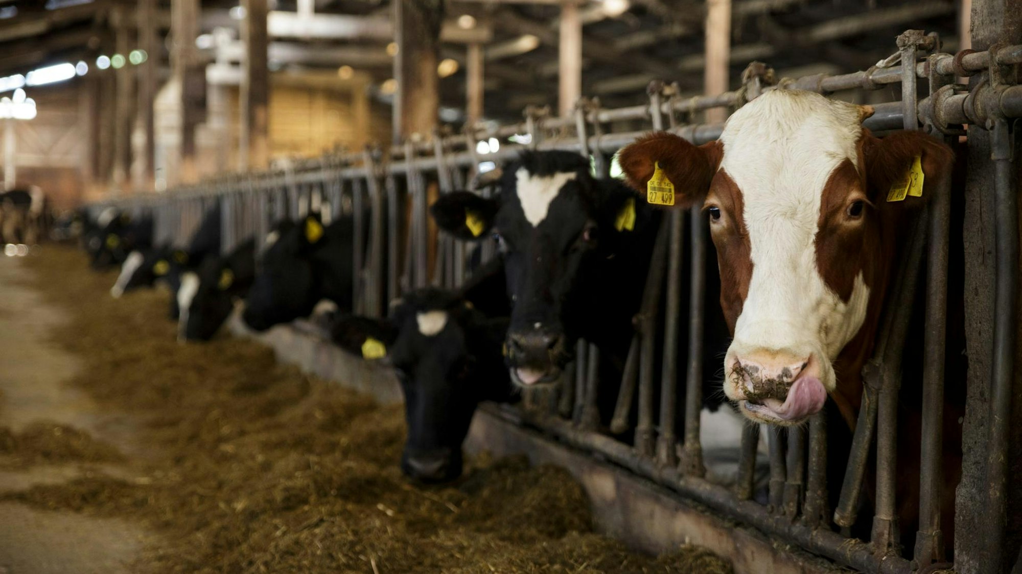 Kühe in einem Stall